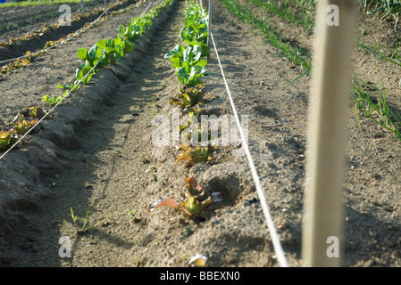 Rangées de batavia lettuce Banque D'Images