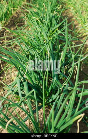 Oignons blancs growing in field Banque D'Images