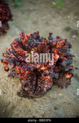 Chef de batavia lettuce growing in vegetable garden Banque D'Images