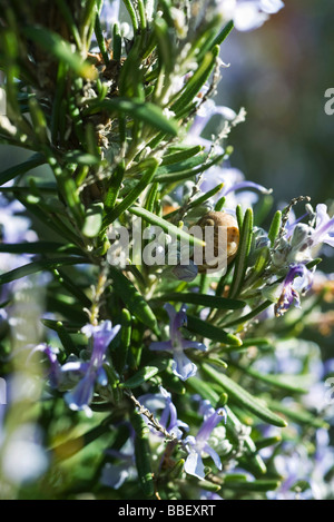 Sur la floraison d'escargot rosemary branch Banque D'Images