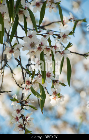 Branche d'amandier en fleurs Banque D'Images