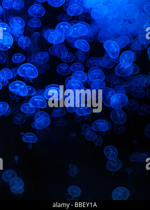 Un mack de méduses translucide en mer-roaming sous l'eau. Banque D'Images