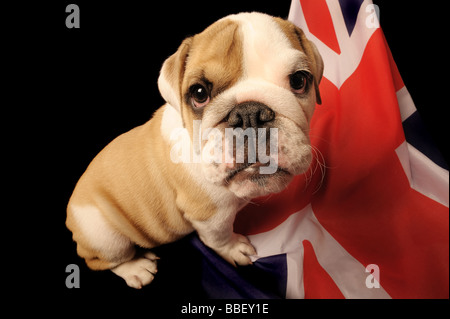 Trois mois chiot Bouledogue anglais assis sur un Union Jack photographié sur un fond noir. Banque D'Images