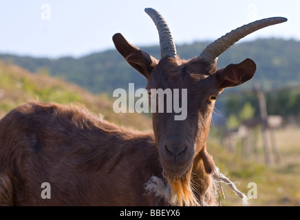Portrait d'une chèvre brune sur pré vert dans les montagnes Banque D'Images