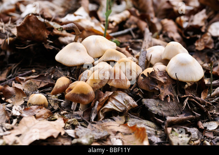 Un groupe de petits champignons bruns, de plus en plus parmi les feuilles mortes et les brindilles sur le sol de la forêt dans le Nord du Yorkshire. Banque D'Images