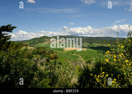 Toscane (Toscana) Italie, les plantes à fleurs et des vignobles à travers les collines avec montagnes en arrière-plan Banque D'Images