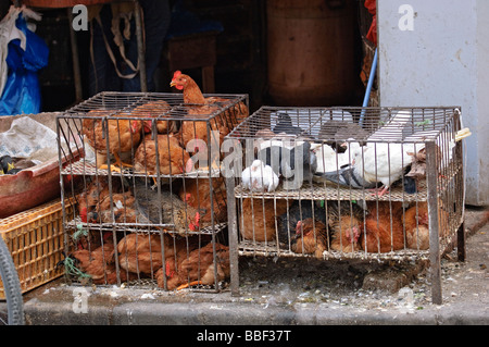 Poulets en cage en direct à vendre à Shanghai Vieille Ville, Chine Banque D'Images