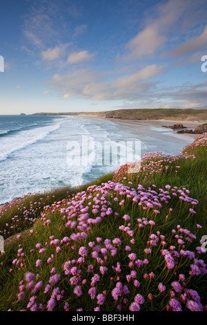 Sea Thrift à Rolvenden sur plage au coucher du soleil Banque D'Images