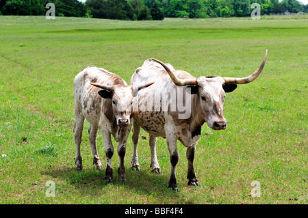 Une vache et son veau Texas Longhorn. Bos. New York, USA. Banque D'Images