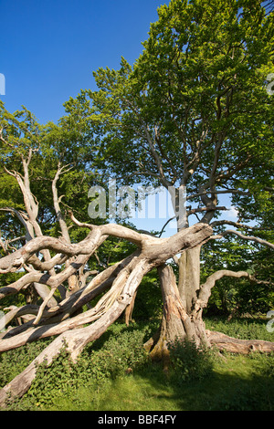 Sun desséchée mort blanchie vieil arbre sur le bord d'un bois Banque D'Images