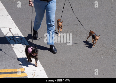 Femme de traverser la rue en marchant trois petits chiens en laisse Banque D'Images