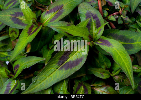 Coriandre ou menthe vietnamienne Persicaria odorata Polygonum odoratum Polygonaceae syn Banque D'Images