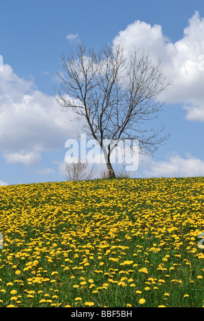 Arbre en fleurs de pissenlit. Banque D'Images