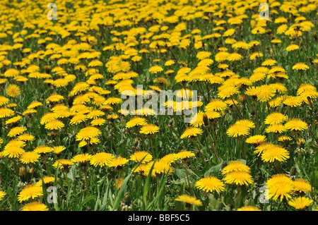 Fleurs de pissenlit. Banque D'Images