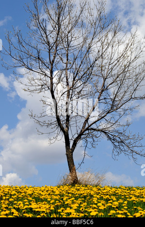 Arbre en fleurs de pissenlit. Banque D'Images