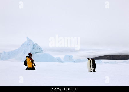 Un photographe avec appareil photo s'arrête dans la neige pour photographier paire de manchots empereurs sur la glace fixée à l'Île Snow Hill dans la mer de Weddell, Antarctique Banque D'Images