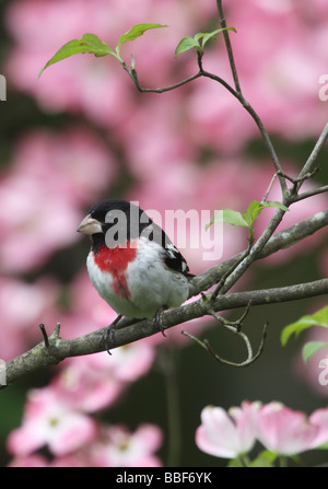 Cardinal à poitrine rose arbre cornouiller colorés Banque D'Images