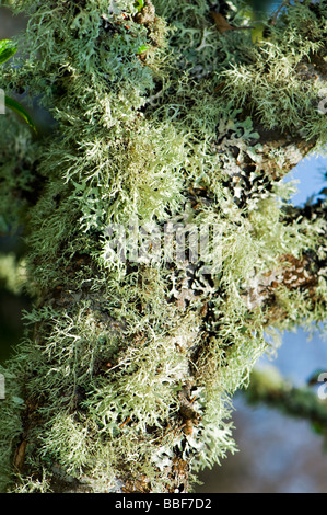 Close up de la croissance des lichens couvrant le vieux pommier au printemps Banque D'Images