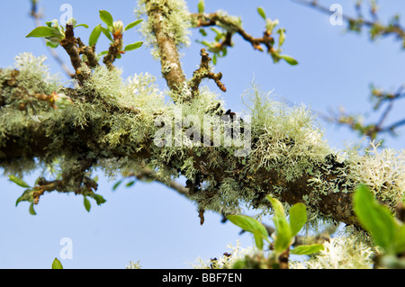 Close up de la croissance des lichens couvrant le vieux pommier au printemps Banque D'Images