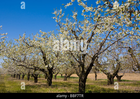 Appletrees Bloom dans le sud-ouest de l'Ontario Canada Banque D'Images