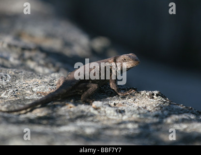 Eastern Fence lizard dans le grès Banque D'Images
