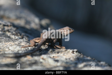 Eastern Fence lizard sur falaise de grès de la faune reptile kentucky rock Banque D'Images