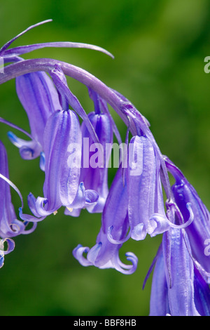 Bluebell flowers, Hyacinthoides non-scripta (Endymion non-scriptus). UK. Banque D'Images