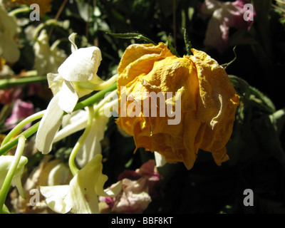 Close up de flétrissement de pétales de fleur jaune en plein soleil Banque D'Images