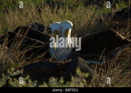 Albatros Diomedea irrorata paire adultes endormis Punta Suarez Espanola Equateur Galapagos Capot Océan Pacifique Amérique du Sud Banque D'Images