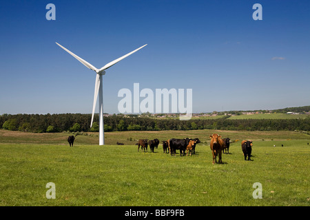 Éolienne sur ferme avec les bovins, Co Durham, England, UK Banque D'Images
