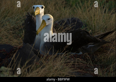 Albatros Diomedea irrorata paire adultes endormis Punta Suarez Espanola Equateur Galapagos Capot Océan Pacifique Amérique du Sud Banque D'Images