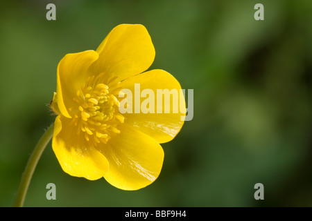 Fleur de renoncule, close-up. Meadow buttercup, Ranunculus acris. UK. Banque D'Images