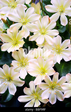 Wenatchee Rock Rose ou Tweedy (Lewisia tweedyi Lewisia est endémique), fleurs sauvages, des cascades de l'est Washington, USA, MAI Banque D'Images