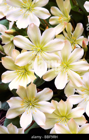 Wenatchee Rock Rose ou Tweedy (Lewisia tweedyi Lewisia est endémique), fleurs sauvages, des cascades de l'est Washington, USA, MAI Banque D'Images