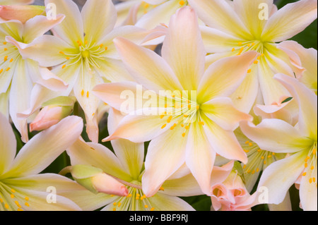 Wenatchee Rock Rose ou Tweedy (Lewisia tweedyi Lewisia est endémique), fleurs sauvages, des cascades de l'est Washington, USA, MAI Banque D'Images