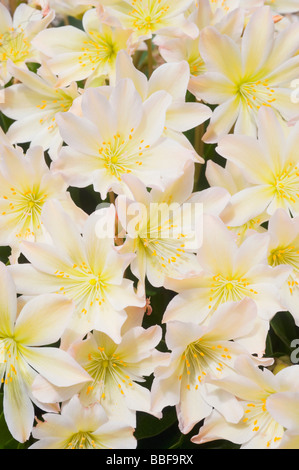 Wenatchee Rock Rose ou Tweedy (Lewisia tweedyi Lewisia est endémique), fleurs sauvages, des cascades de l'est Washington, USA, MAI Banque D'Images