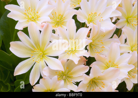 Wenatchee Rock Rose ou Tweedy (Lewisia tweedyi Lewisia est endémique), fleurs sauvages, des cascades de l'est Washington, USA, MAI Banque D'Images