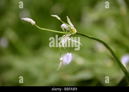 Le trichophore à feuilles de poireau ou peu de l'Ail, Allium paradoxum, Liliaceae Banque D'Images