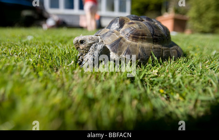 Une tortue jouit de l'herbe sur une journée ensoleillée. Banque D'Images