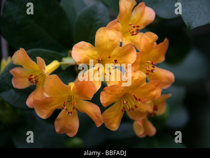 Rhododendron Rhododendron Vireya, macgregoriae, Ericaceae, Nouvelle Guinée Banque D'Images