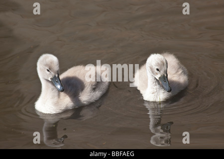 Deux jeunes cygnets Cygne tuberculé Cygnus olor Shropshire England UK Royaume-Uni GB Grande-bretagne Îles britanniques Europe EU Banque D'Images