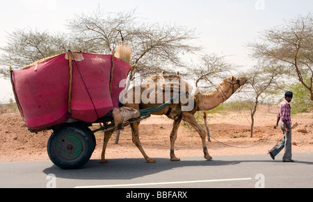 Camel Panier Rajasthan Inde Banque D'Images