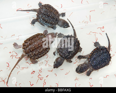 Bébé tortues serpentines alligator Macrochelys temminckii avec vase à vendre à Hong Kong Banque D'Images