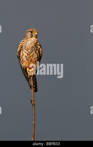 Faucon crécerelle Falco tinnunculus Portrait Banque D'Images