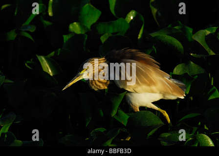 Heron Ardeola Grayii Indian Pond à la recherche d'une proie potentielle dans la belle lumière du matin Banque D'Images