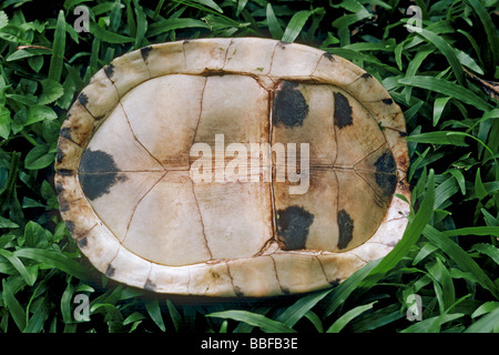 Tortue-boîte de Malaisie dessous montrant plastron plaques osseuses Banque D'Images