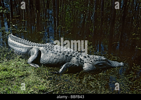 Alligator Alligator mississippiensis lézarder au bord de l'eau Okefenokee Swamp USA Banque D'Images