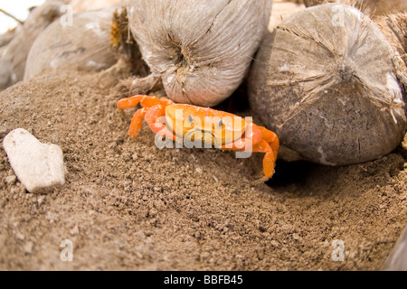 Crabe Orange Perenon abbreviatum trouvés sur l'île de Clipperton Banque D'Images