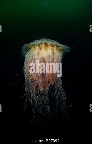 Œuf frit méduses Phacellophora camtschatica sud-est de l'Alaska Banque D'Images