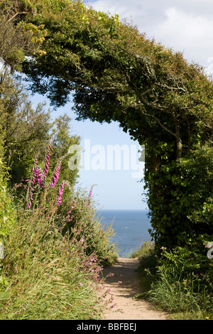 Voûte d'arbres sud-ouest sentier du littoral près de Cornwall england uk go polperro Banque D'Images